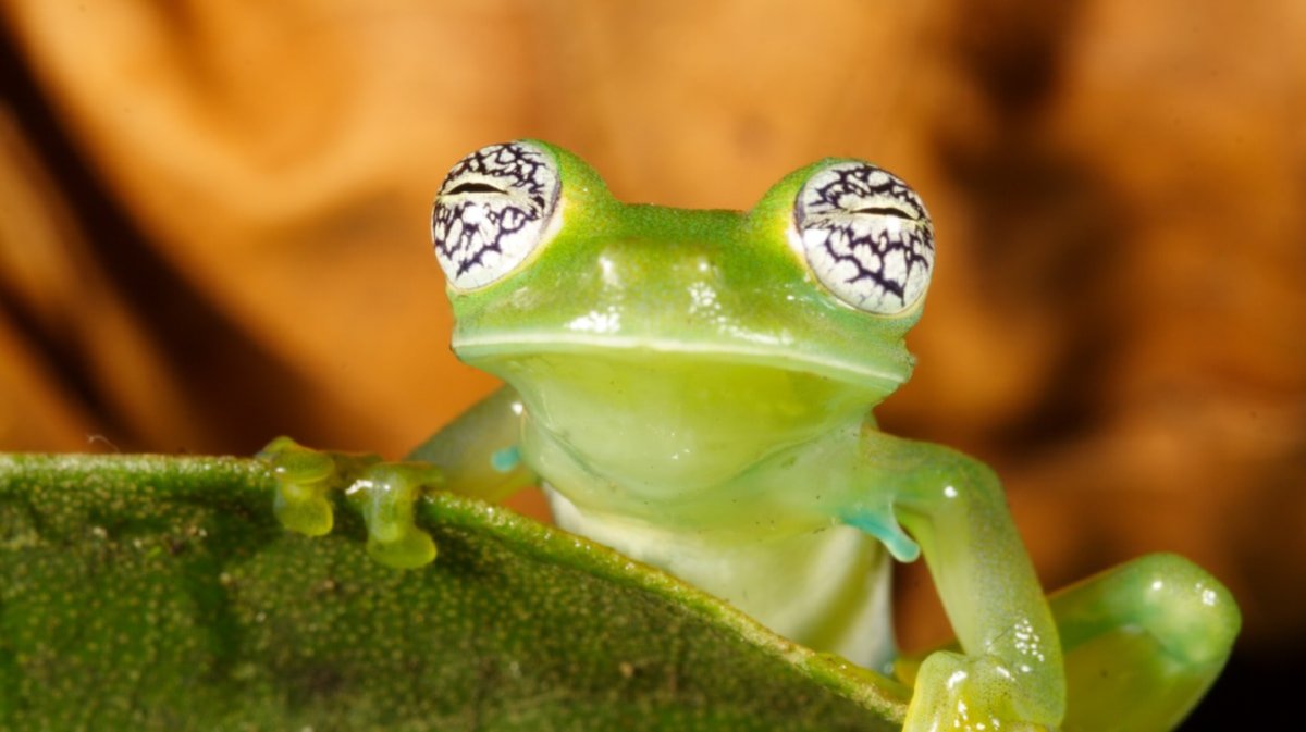 Лягушка Кокоа