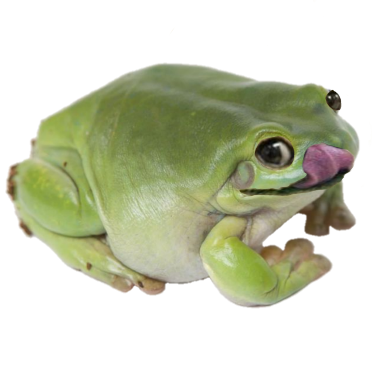 Litoria caerulea