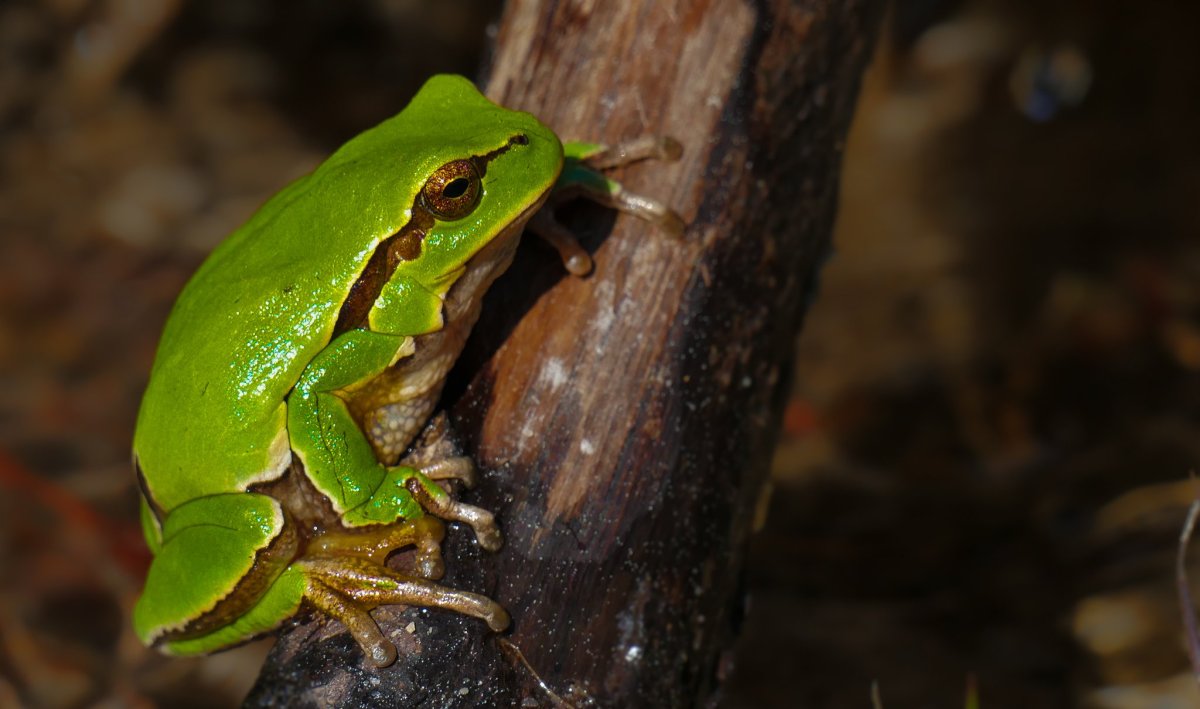 Зеленушка лягушка