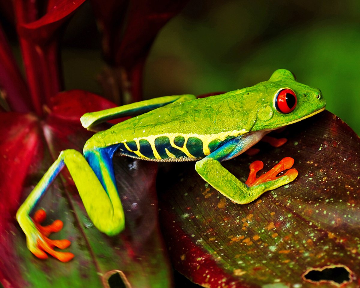 Животные одного цвета