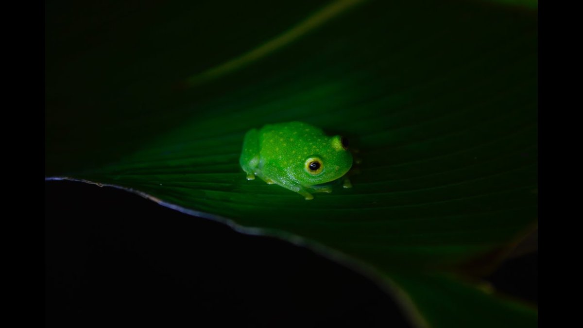 Маленькая зеленая лягушка