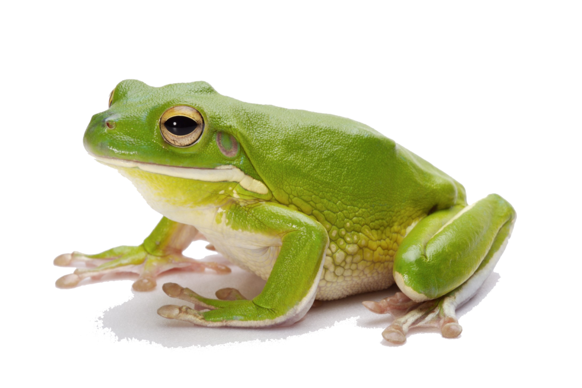 Жаба на белом фоне