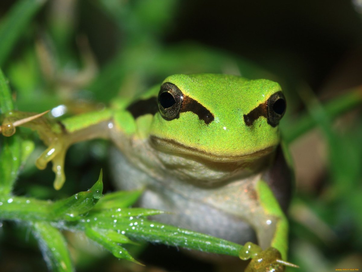 Зеленая жаба