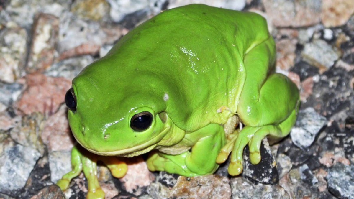Жаба австралийская квакша