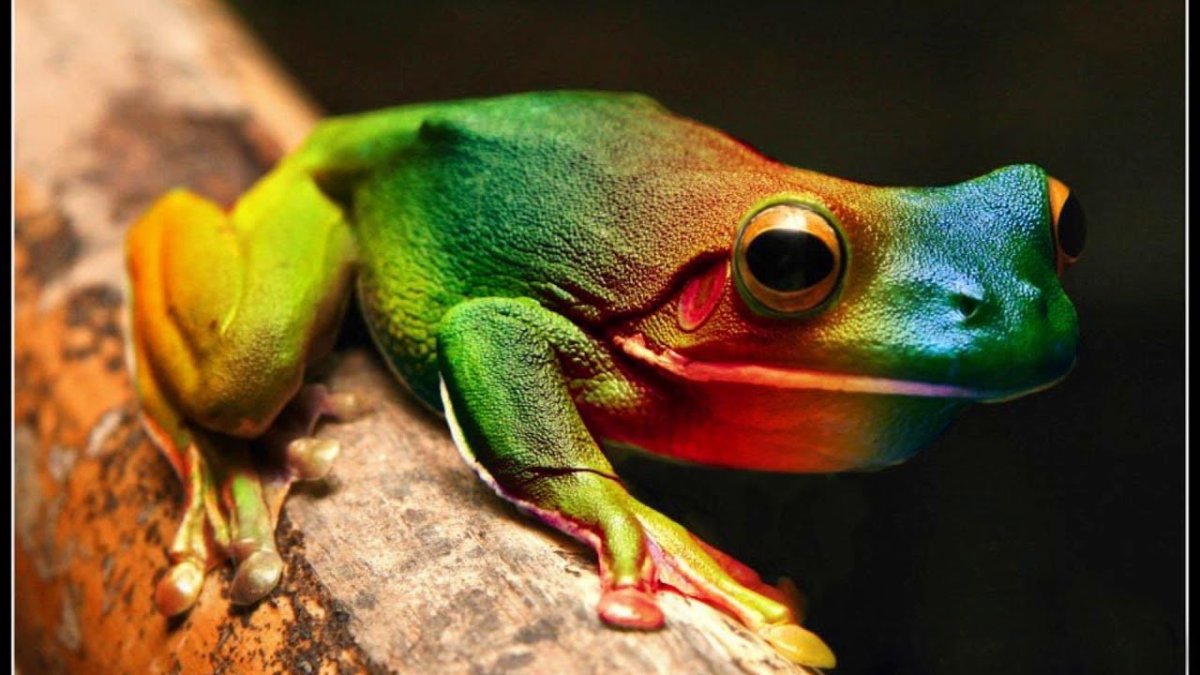 Лягушка хамелеон