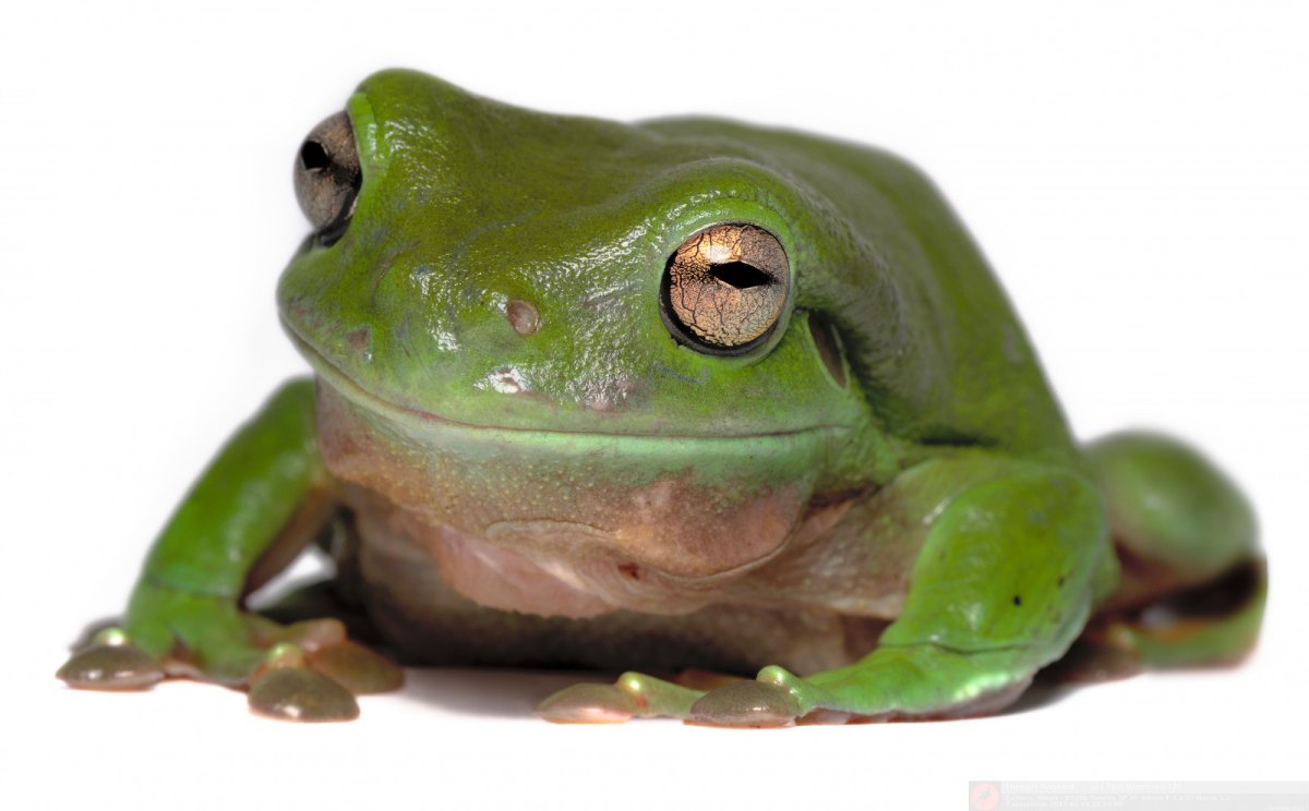 Chiroleptes лягушки