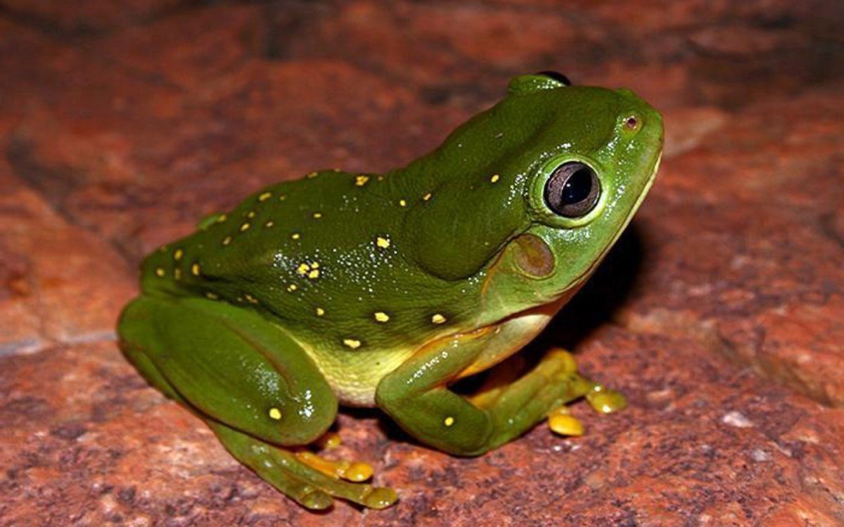 Белогубая квакша