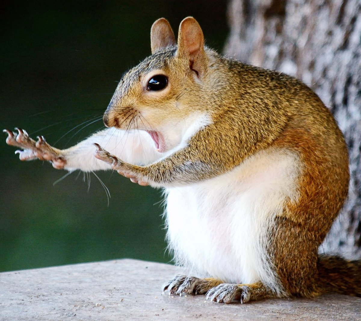 Нелепые животные