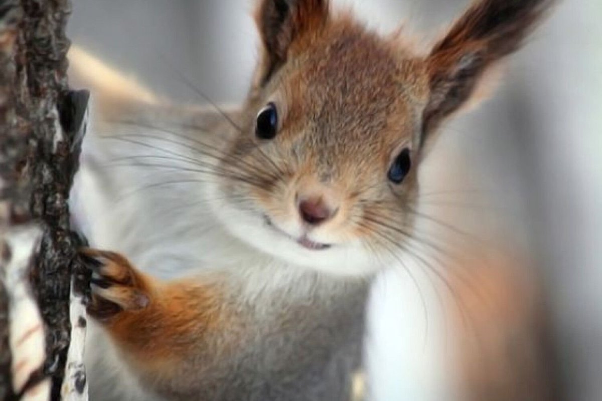 Когти белки