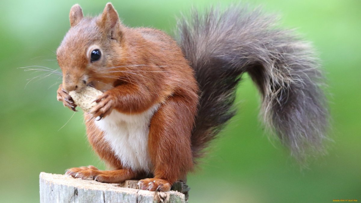 Беличьи уши