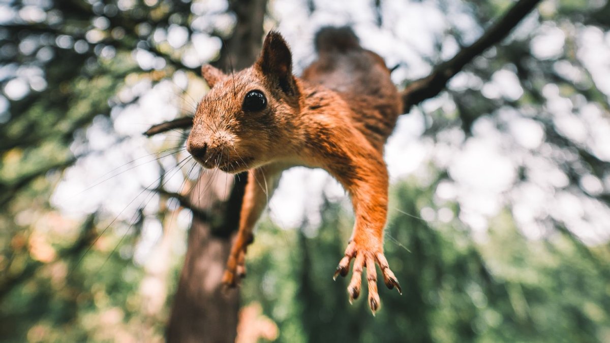 Белочка бежит