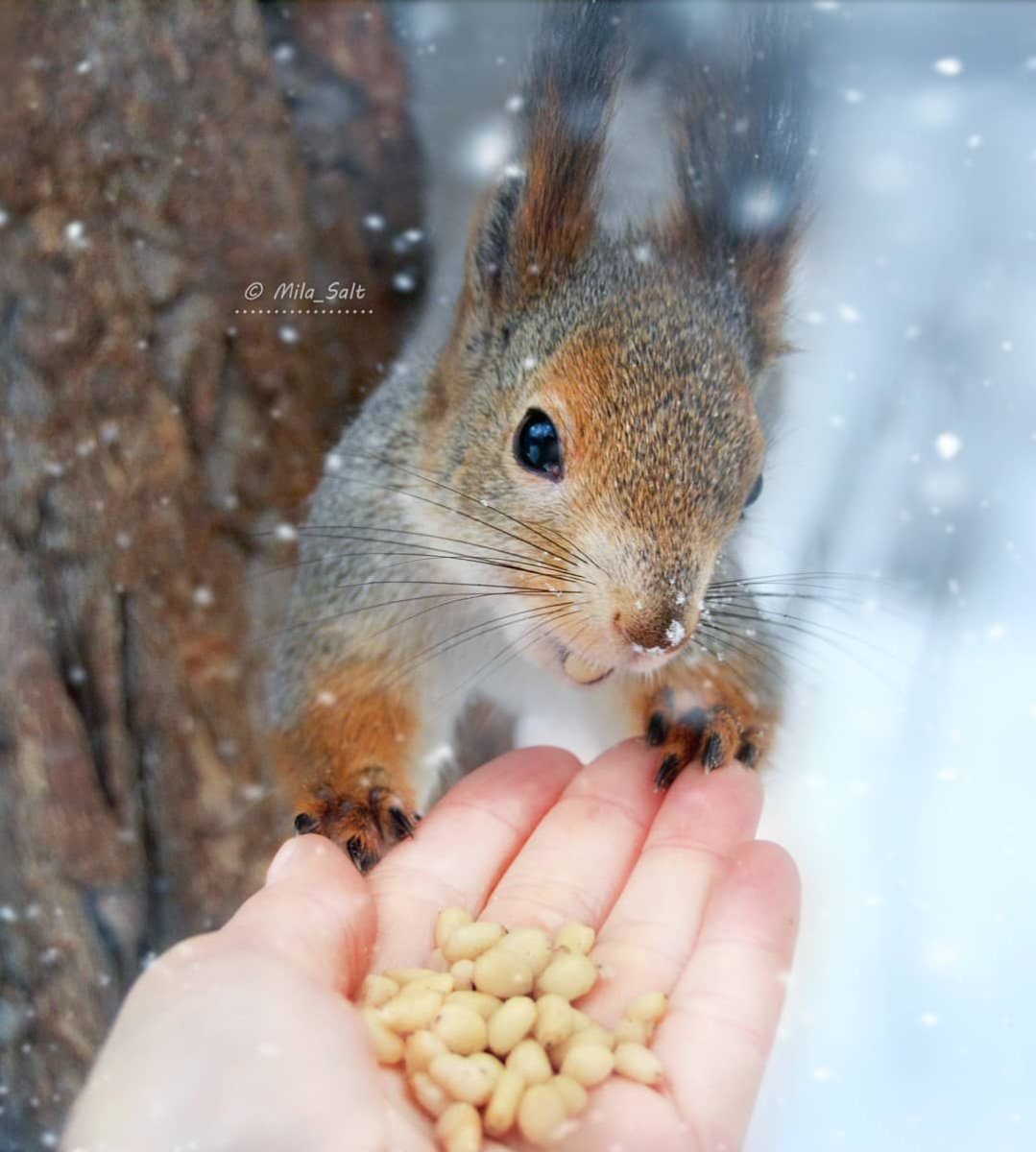 Из чего сделать лапки белки на осень