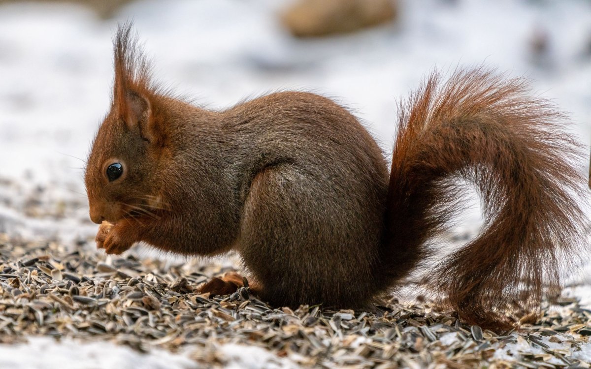 Белка вышивка гладью