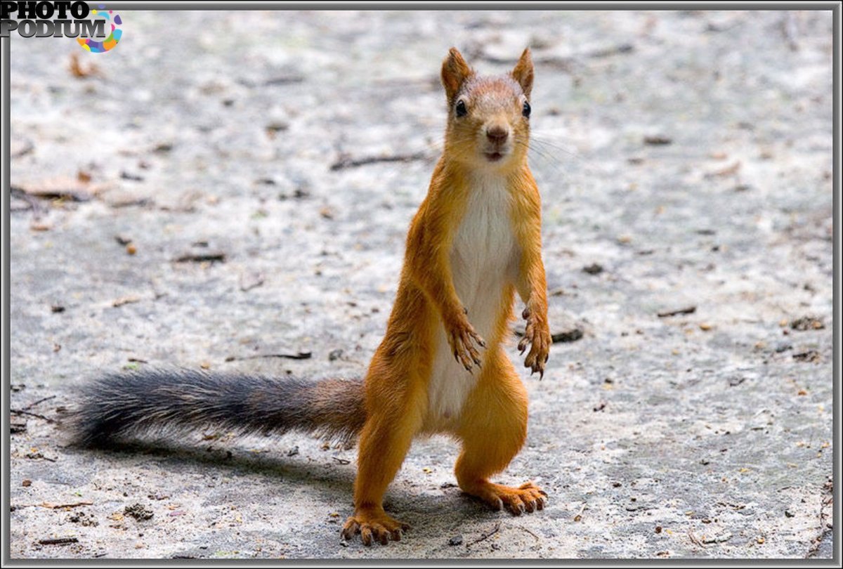 Необычная белка