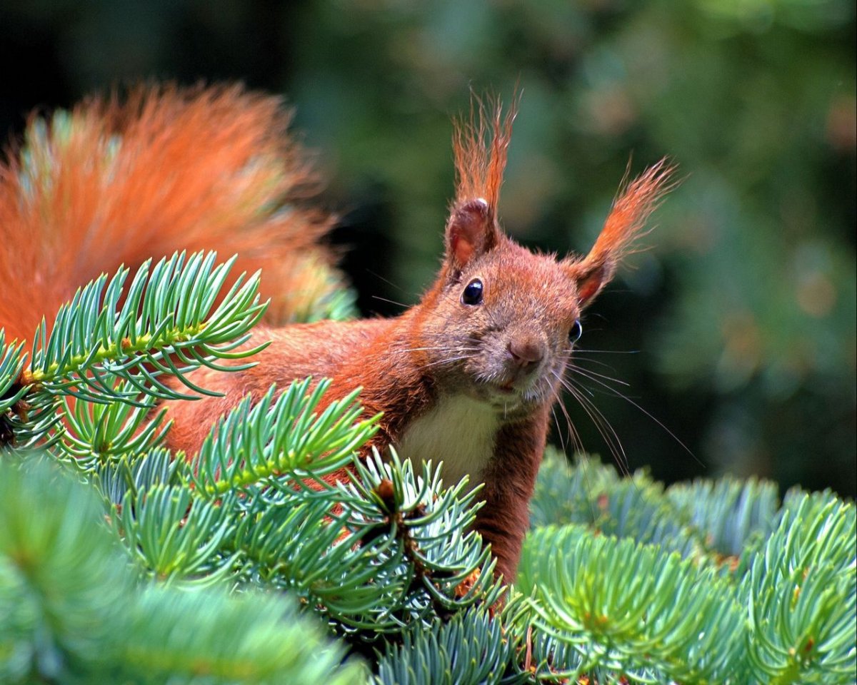 Растения и животные
