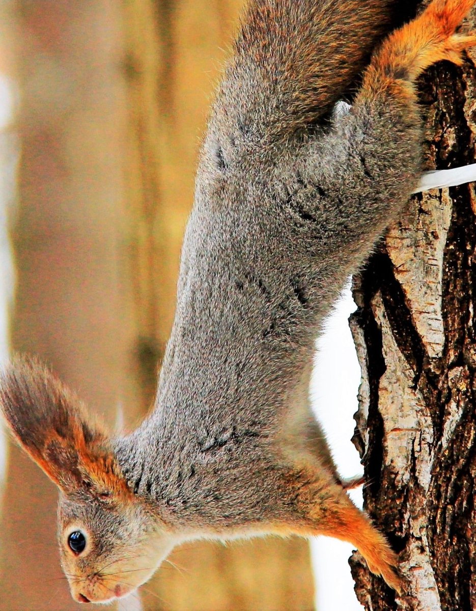 Необычные пушистые животные