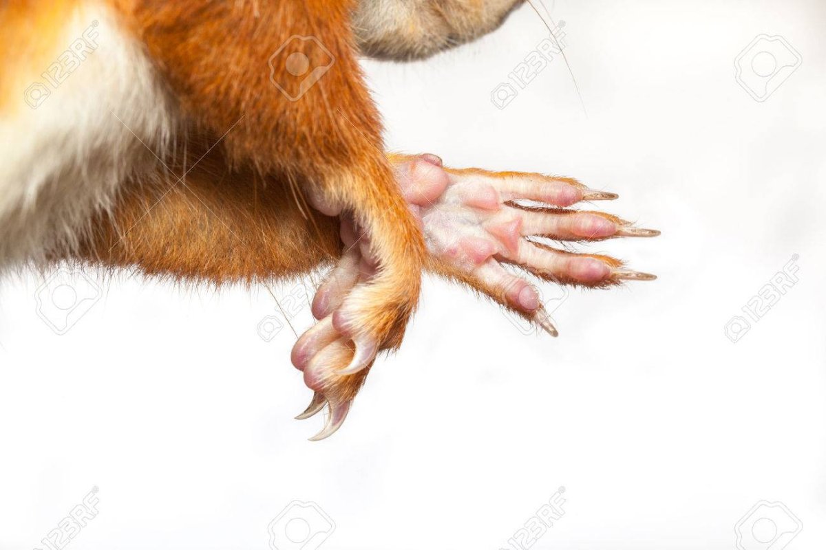 Мухомор и животные