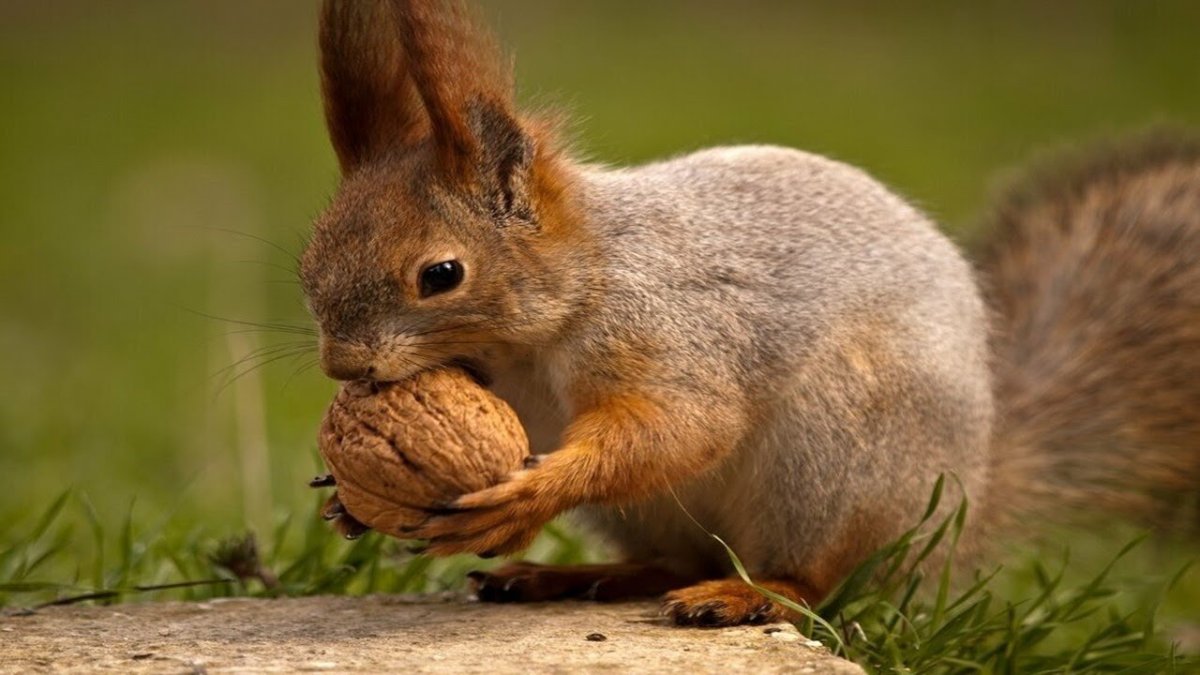 Белка с орехом