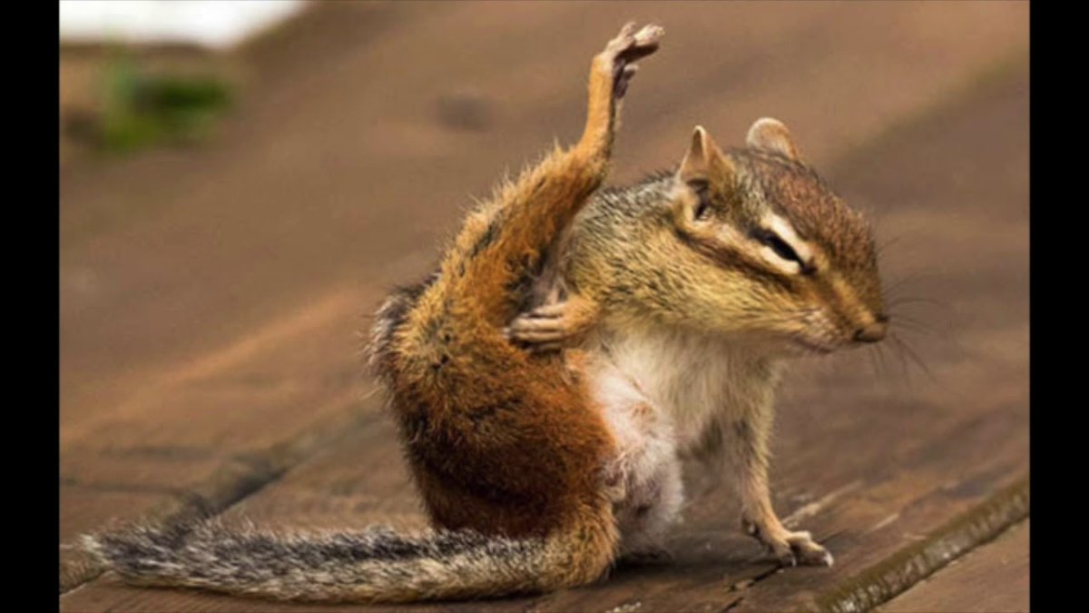 Бешеный бурундук