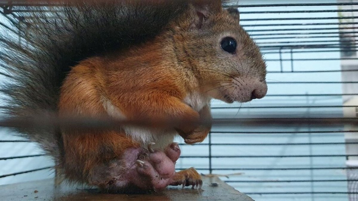 Следы зверей для детей