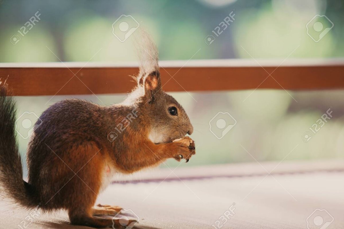 Животные в профиль