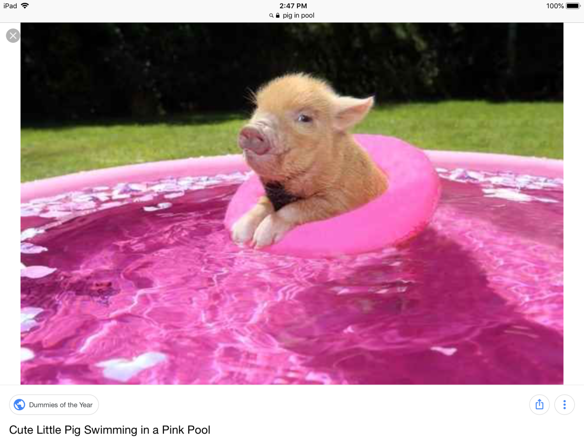 Минипиг розовый