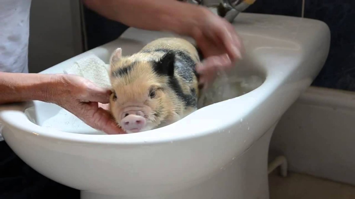 Поросенок моется