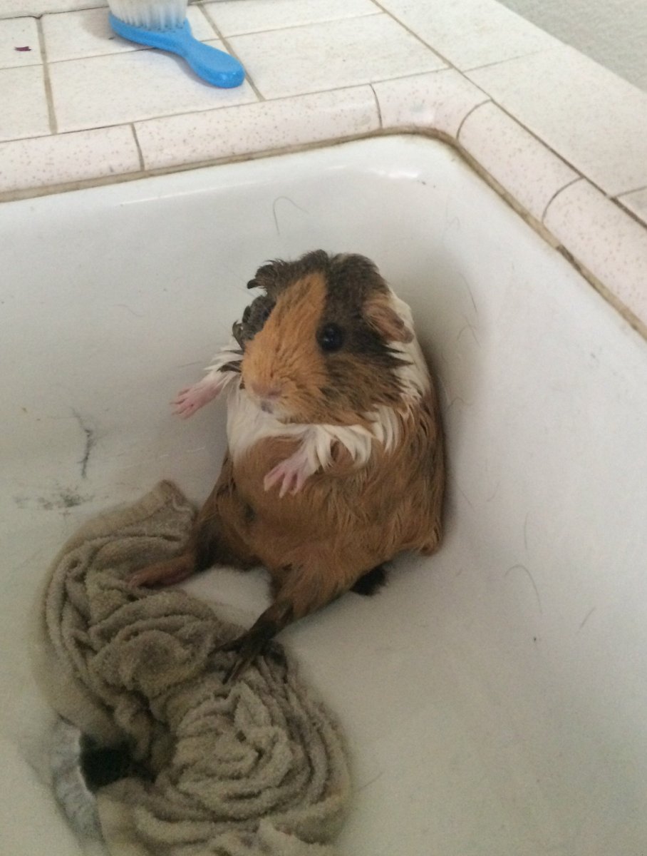 Морская Свинка купается