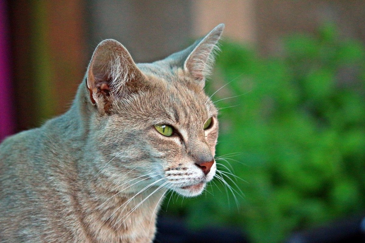 Бойцовские породы кошек