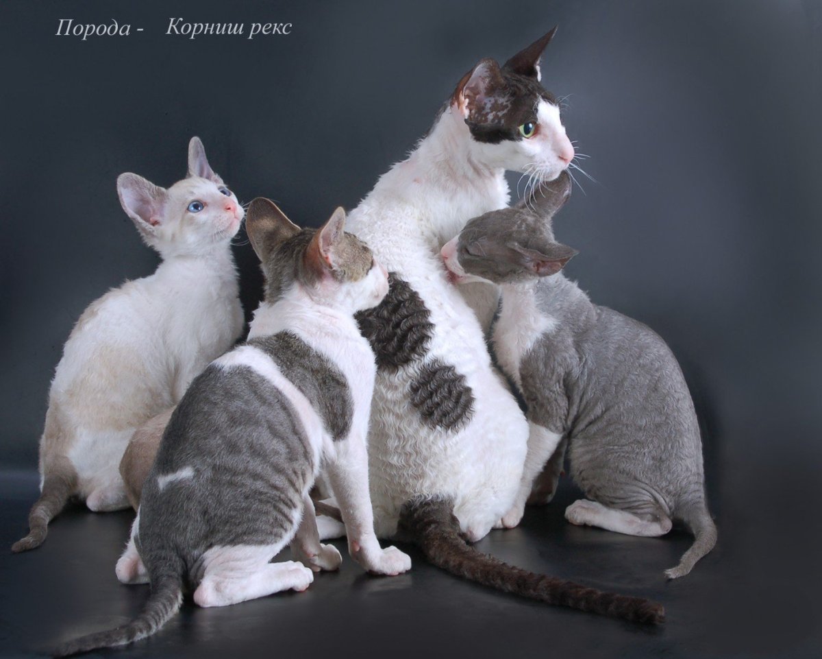 Стаффордширский терьер булли