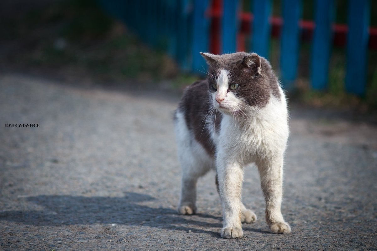 Бойцовский кот порода