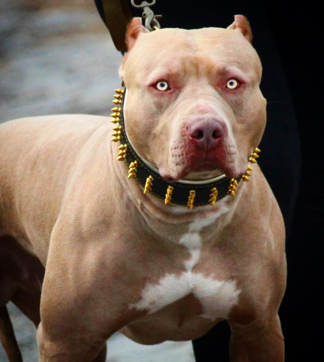 Ласковые породы кошек