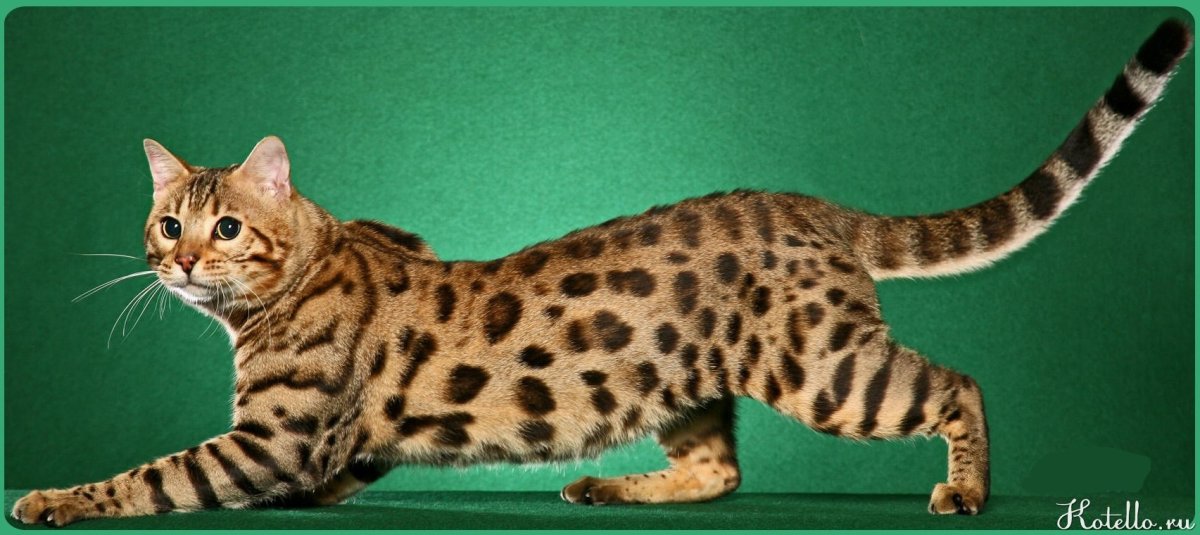 Бойцовские породы кошек