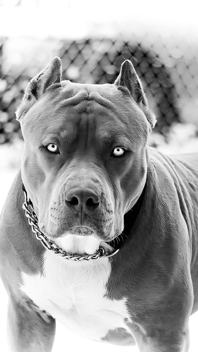 Аргентинский стаффордширский терьер