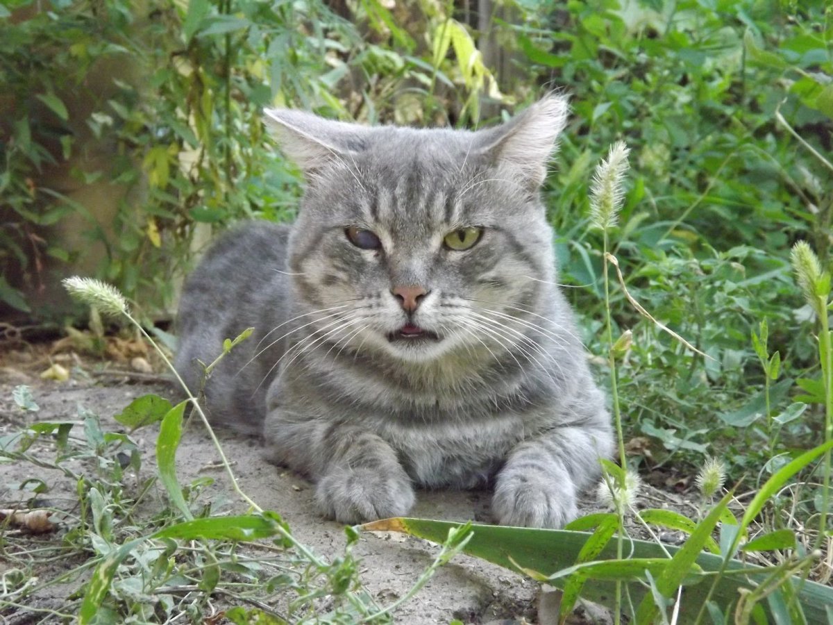 Опасная собака питбуль