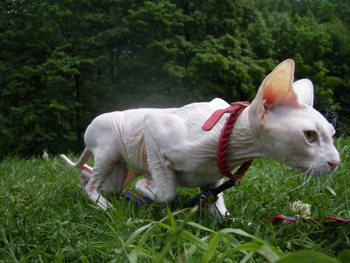 Амстафф и питбуль