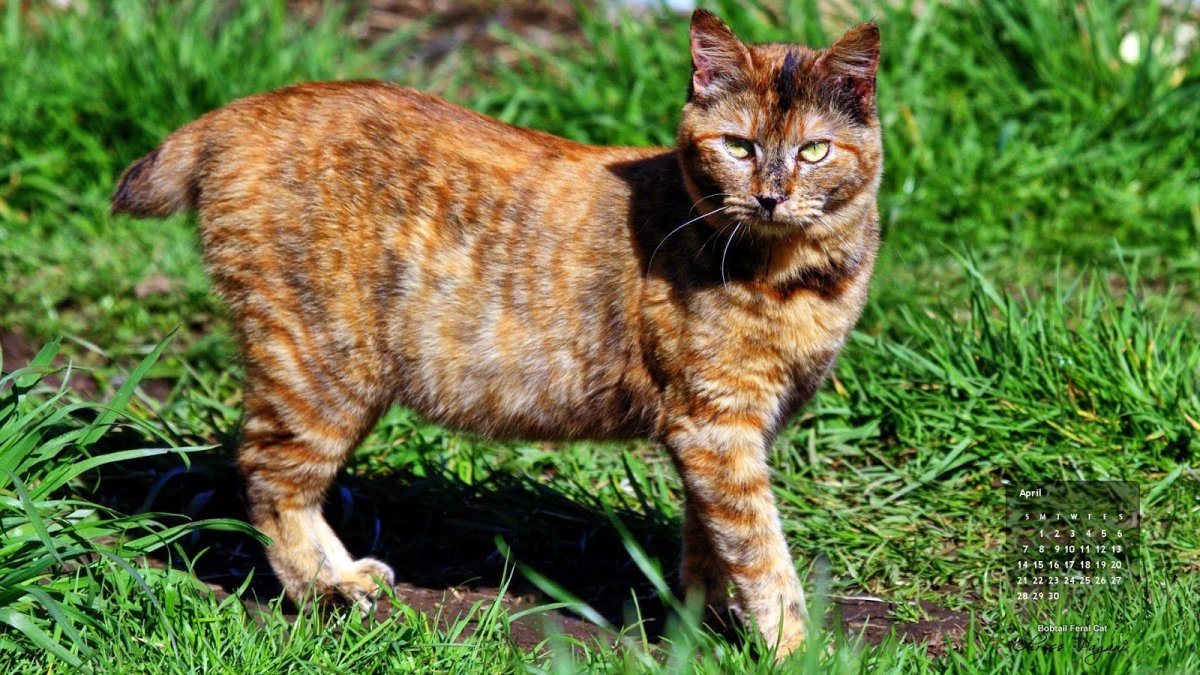 Бойцовские породы кошек