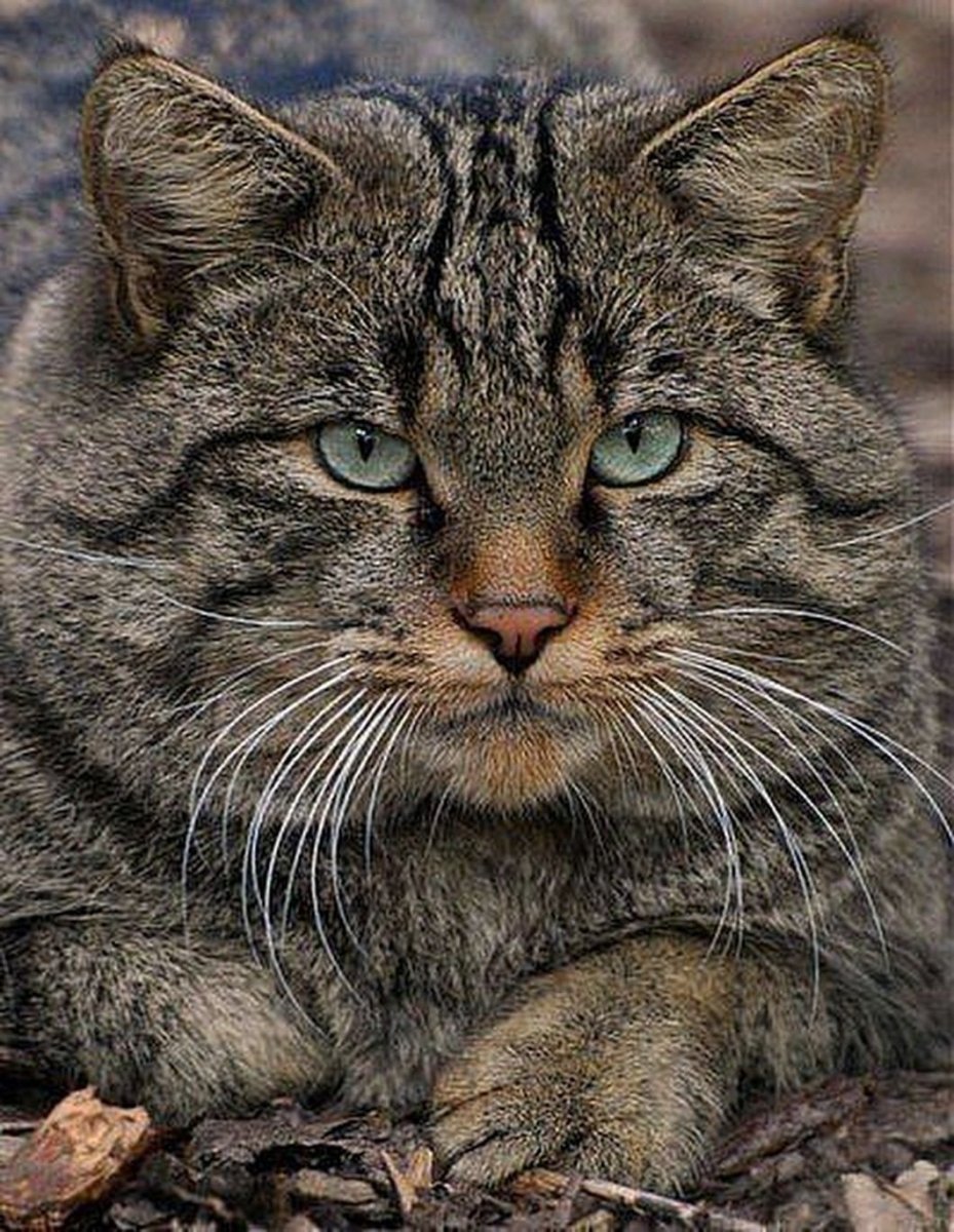 Порода кошек дикий Лесной кот