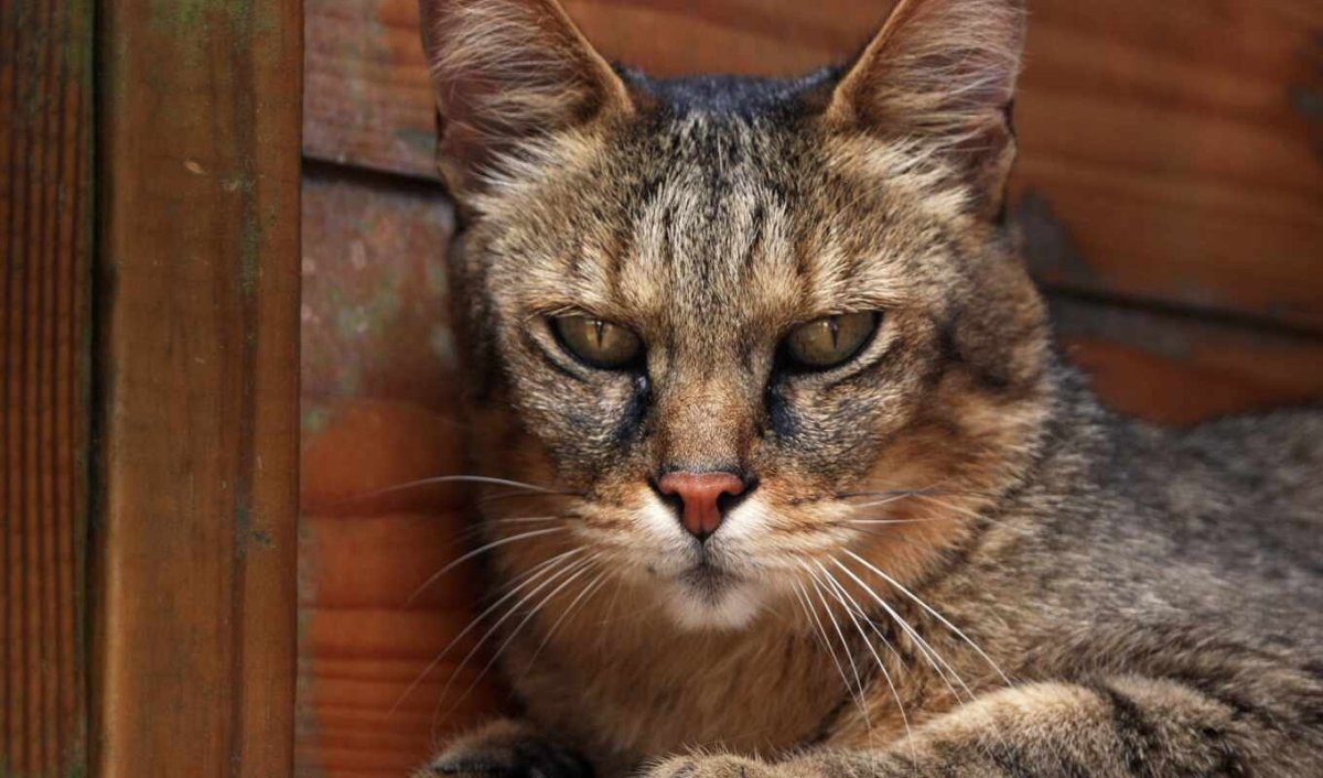 Стаффордширский питбуль