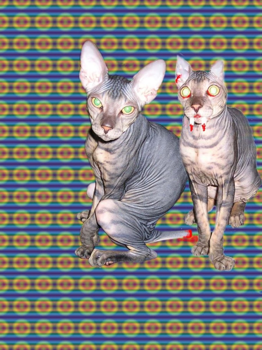 Стаффордширский терьер и кот