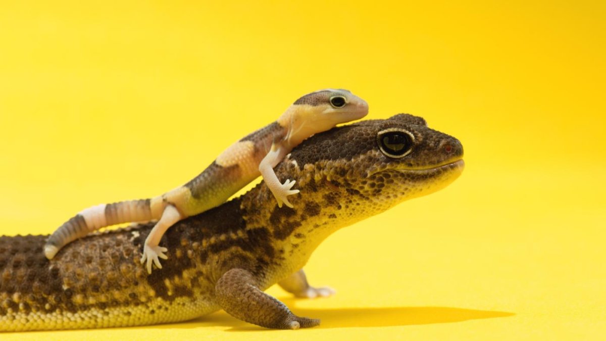 Ящерица и ЯЩЕРЯТА