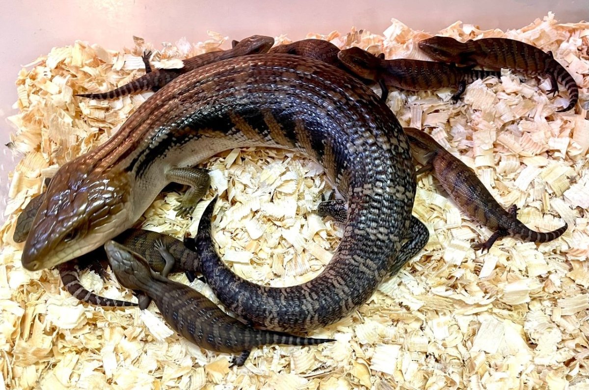 Восточный синеязыкий сцинк