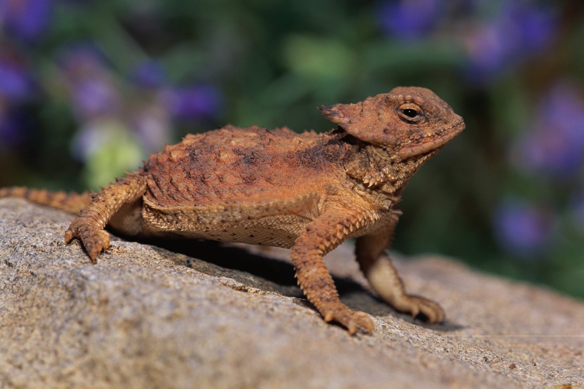Коричневый ящер