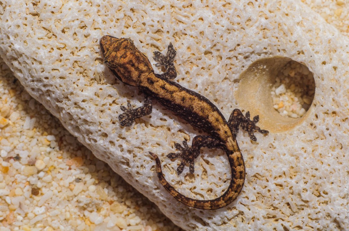 Живородящая ящерица детеныш