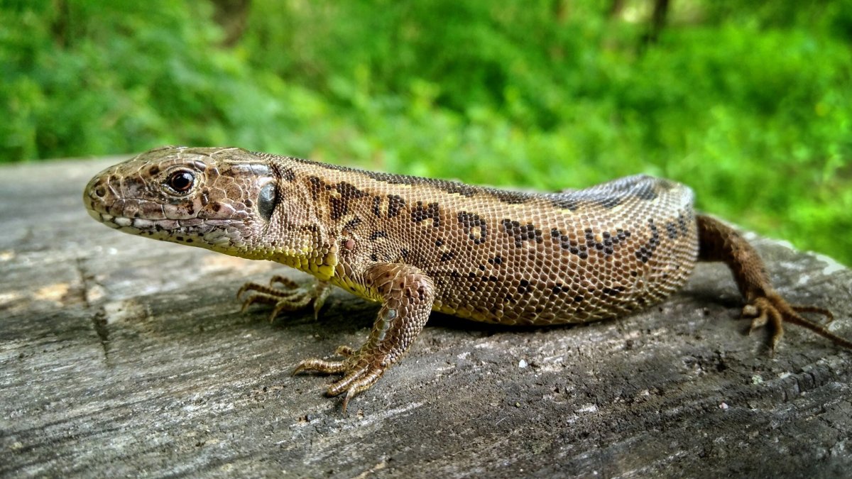 Агама ящерица