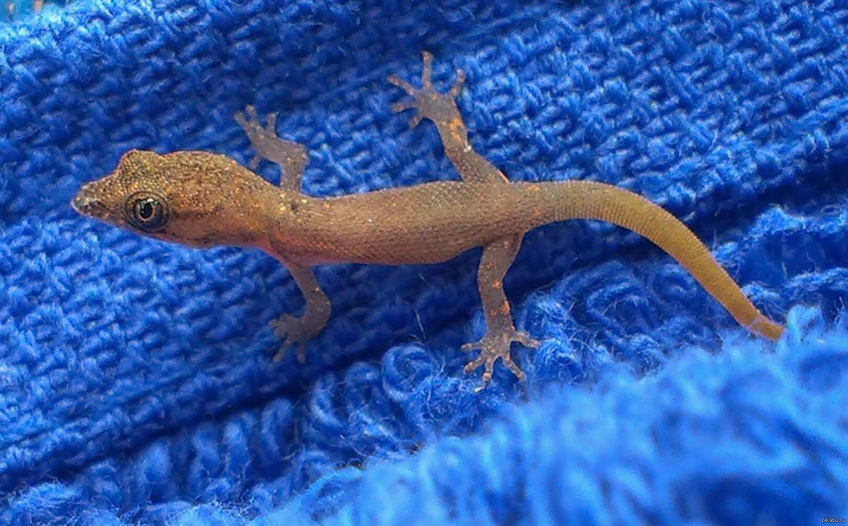 Турецкий полупалый геккон