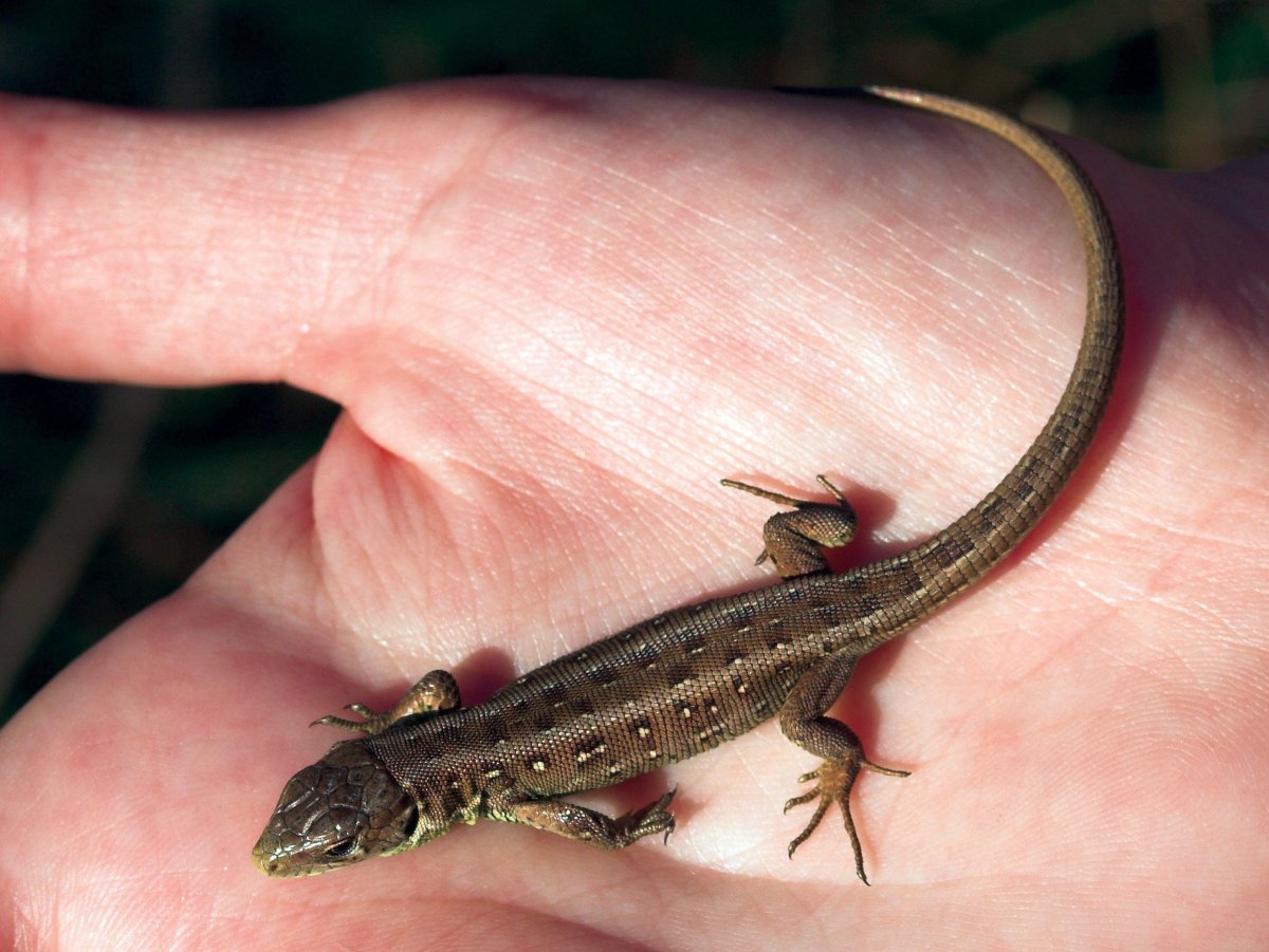 Детеныш прыткой ящерицы