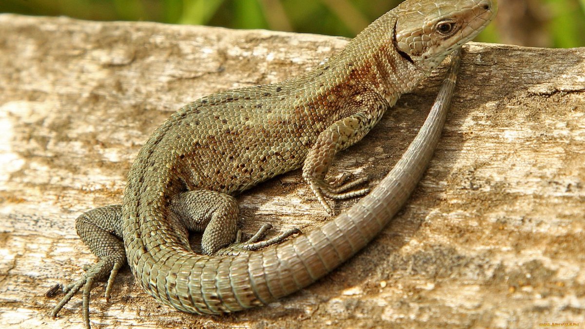 Ящерица Lacerta Agilis