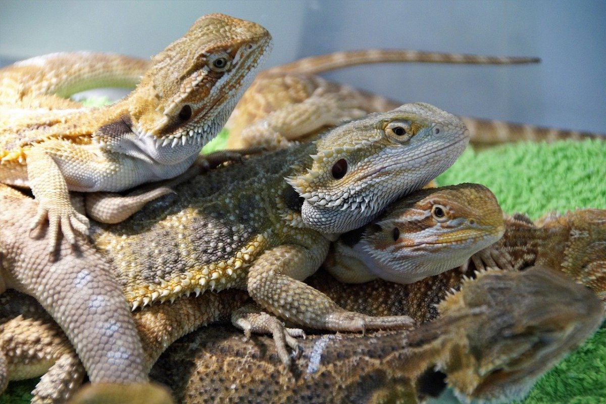 Карликовый геккон (Sphaerodactylus ariasae)