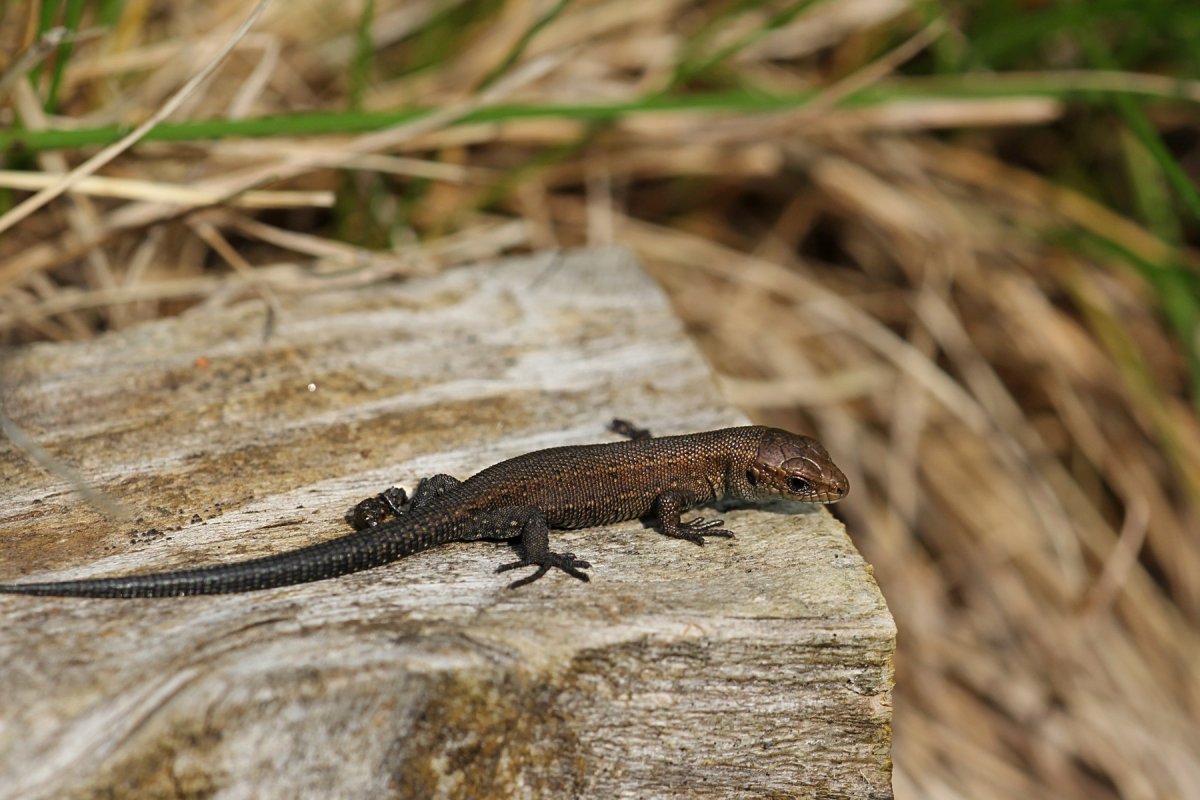 Прыткая и живородящая ящерицы